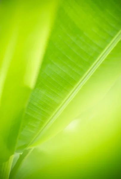 Piękny Atrakcyjny Widok Przyrodę Zielony Liść Banana Rozmytym Tle Zieleni — Zdjęcie stockowe