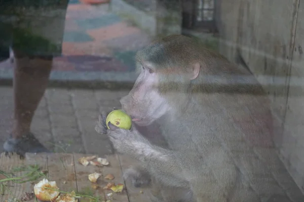 Funny monkey eats fruits