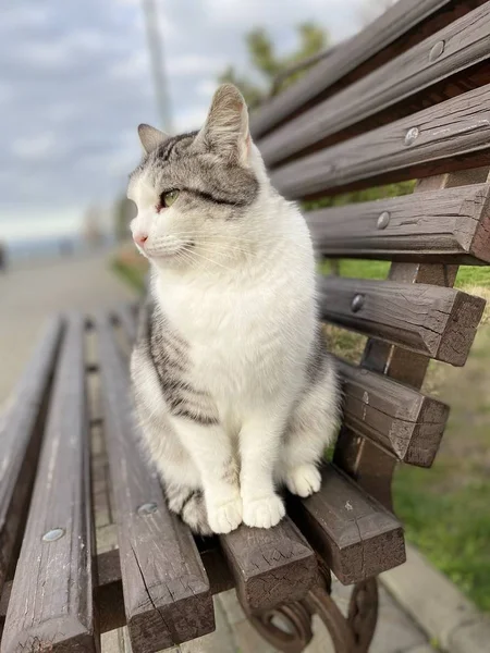 Sweet cat sits on a bench