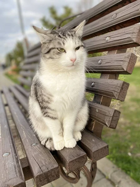 Sweet cat sits on a bench
