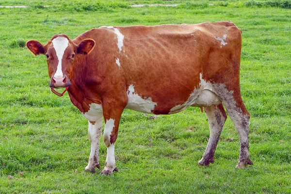 Braune Kuh auf grünem Acker. — Stockfoto