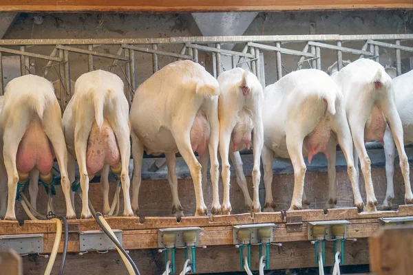 Rückansicht Weißer Ziegen Einem Mechanisierten Melkstand Ziegen Warten Auf Das — Stockfoto