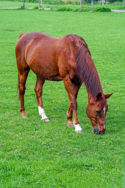 Cavalo Castanho Campo Verde Cavalo Castanho Pastar Num Campo Cavalo — Fotografia de Stock