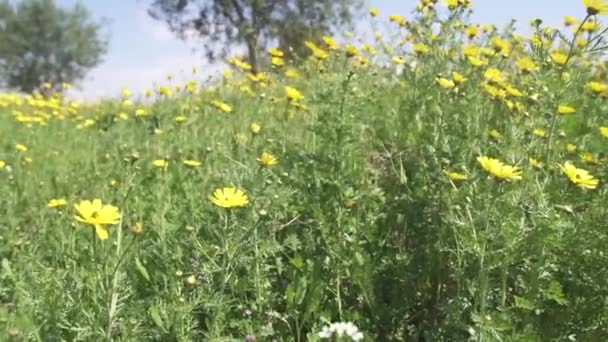 Flores amarillas durante un buen día soleado — Vídeos de Stock