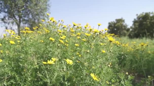 Blommor i en solig vårdag — Stockvideo