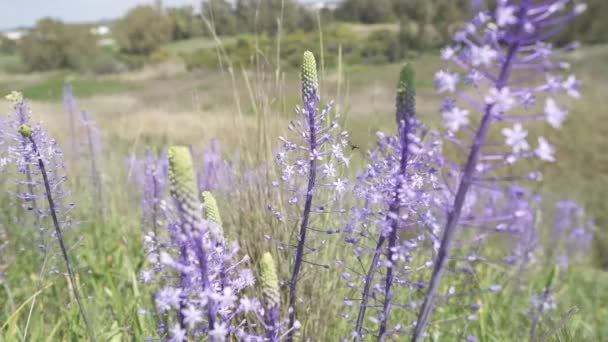 Bees flying around flowers in the sun — Stock Video