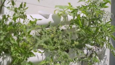 Hidrofonik bir projede tüplerin içinde büyüyen bitkiler.