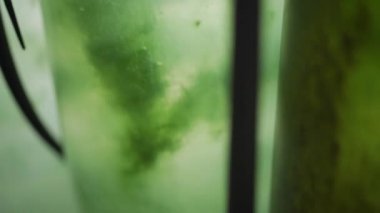 Plastik tüplerin içinde büyüyen ve mayalanan alglerin yakın plan görüntüsü.