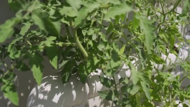 Zavřít Hydroponický Systém Rostlinami Uvnitř Pvc Trubky Slunečného Dne — Stock video