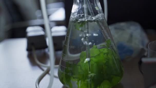 Närbild Bubblande Labbkolv Med Gröna Alger Ett Biotekniklaboratorium — Stockvideo