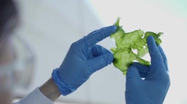 Laboratuvar eldivenli eller yemek bilimi ve alternatif enerji için yosunları inceliyor.
