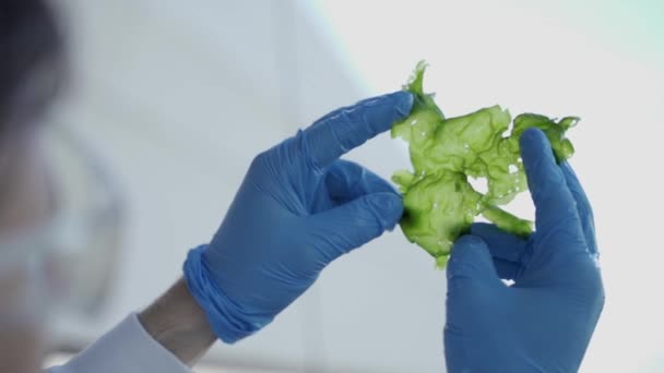 手拿着实验室手套检查海藻是否符合食品科学和替代能源的要求 — 图库视频影像