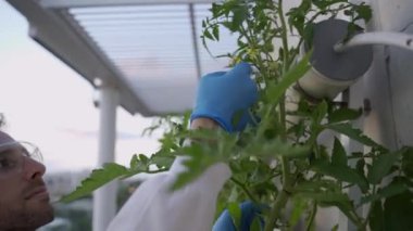 Bilim adamı veya gıda mühendisi hidrofonik sistemde büyüyen domatesleri kontrol ediyor