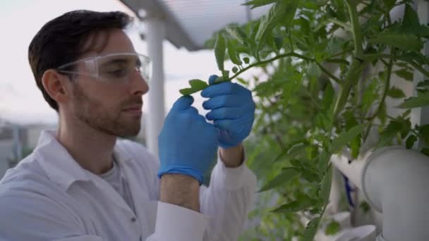 Livsmedelsforskare Kontrollerar Bladen Växt Som Odlas Hydrokroniskt System — Stockvideo