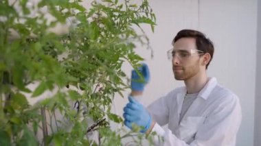 Agronomist ya da bilim adamı laboratuvarda büyüyen hidrofonik bitkilerin durumunu değerlendiriyor