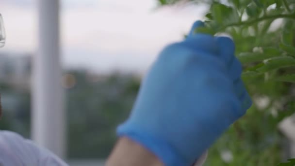 Close Scientist Agronomist Checking Growing Hydroponic Plant — Stock Video