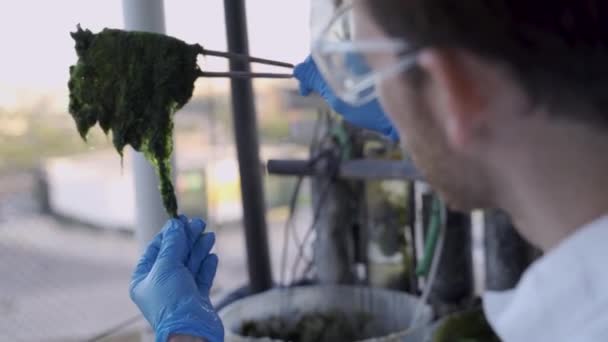 Vědec Drží Řasy Kontroluje Její Stav Pro Biotechnologický Potravinářský Výzkum — Stock video