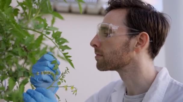 Специалист Пищевым Продуктам Проверяет Растения Растущие Лаборатории Гидропонной Системой — стоковое видео
