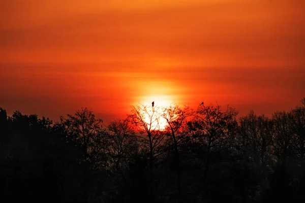 Червоний схід сонця над чорним лісом з пташиним силуетом — стокове фото
