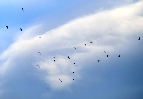 Grupa ptaków wędrownych w niebo — Zdjęcie stockowe