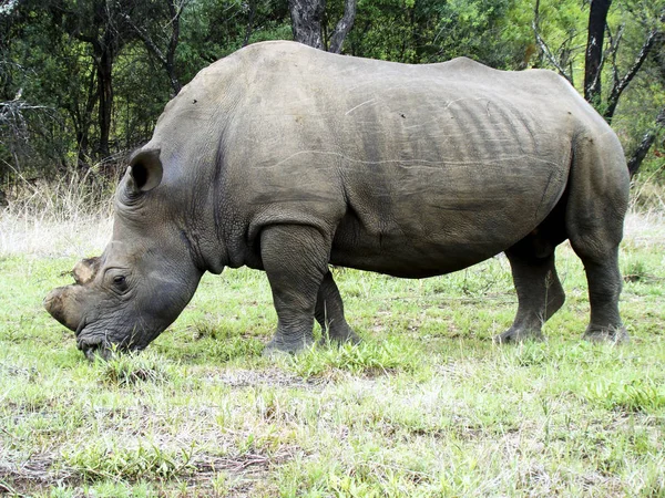 Um rinoceronte pastoreia pacificamente em uma paisagem de savana africana — Fotografia de Stock