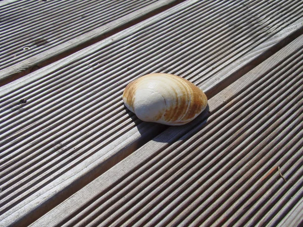 Concha do mar em um terraço de madeira ao sol — Fotografia de Stock