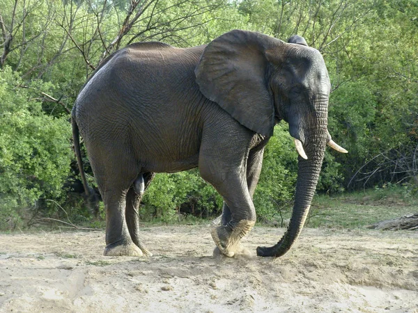 Elefant stapft mit dem Fuß in den Sand — Stockfoto