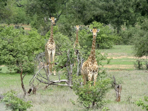 Tres jirafas mirando desde la sabana — Foto de Stock