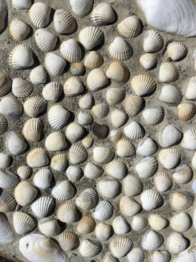 Middl bir aşk kalp ile kabuk deseni