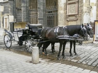 Avusturya 'nın başkenti eski kasabasında tipik Fiaker taşıma 