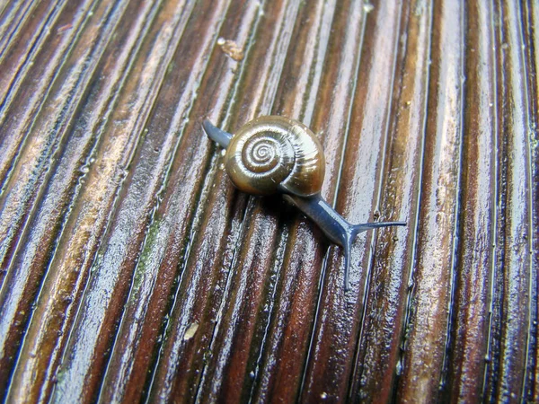 Caracol Oxychilidae Rasteja Lentamente Sobre Terraço Madeira Completo Lesma Com — Fotografia de Stock