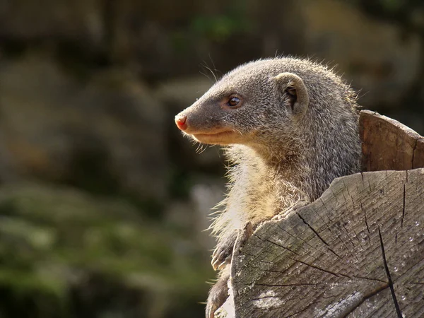 Close-up of a mongooses. The head is in the profile to see. The mongooses look to the left side. To the left there is a free space for tex