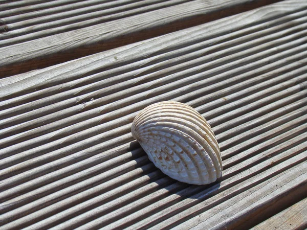 Sea Shell on a brown wooden terrace in the sun, copyspace in the — Stock Photo, Image