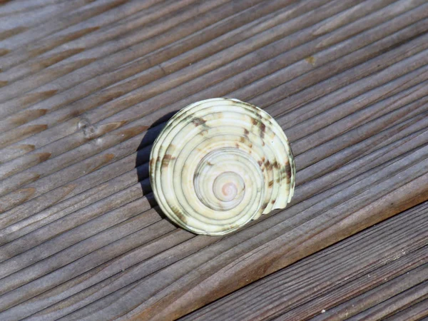 Close Uma Maravilhosa Concha Mar Estruturado Terraço Madeira Com Espaço — Fotografia de Stock