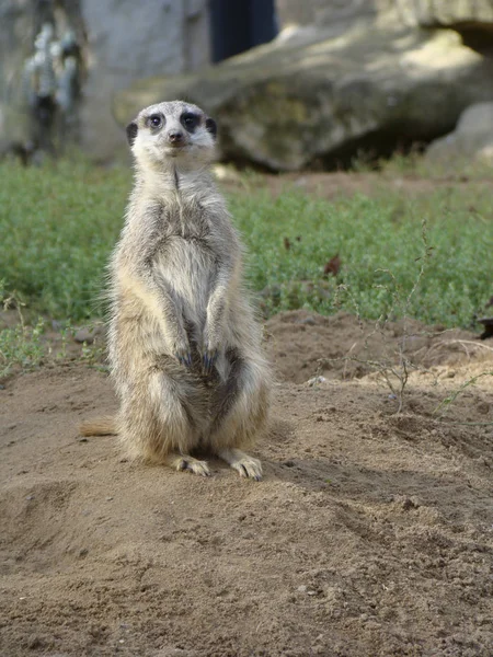 풀밭에 Meerkat 초상화 — 스톡 사진