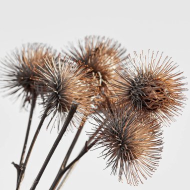 Bir buket devedikeni beyaz arka plana karşı bir kesit olarak