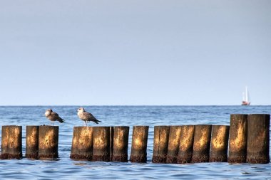 Ağaç kasıklarındaki martılar