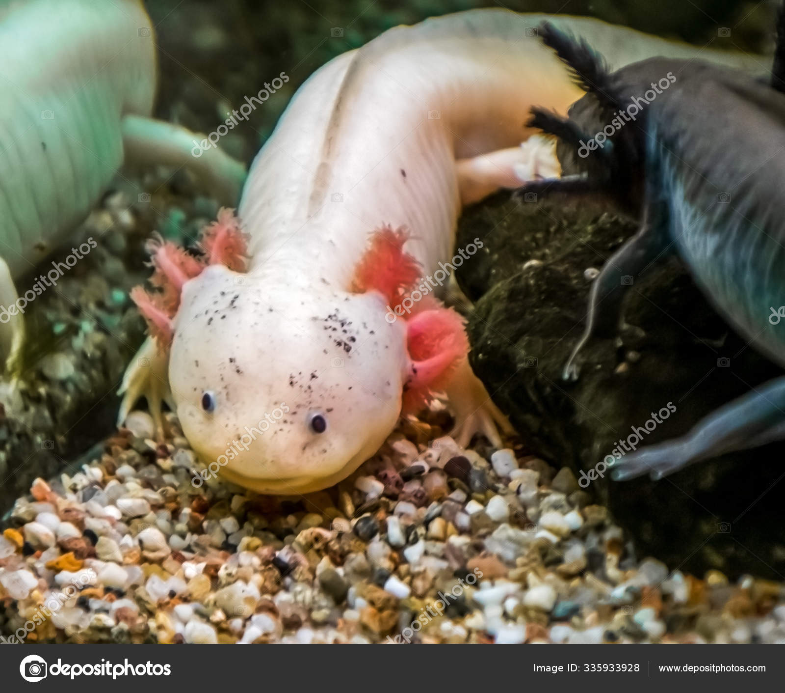 Two Different Axolotls Stock Photo By C Treboreckscher Two Different Axolotls Stock Photo By C Treboreckscher