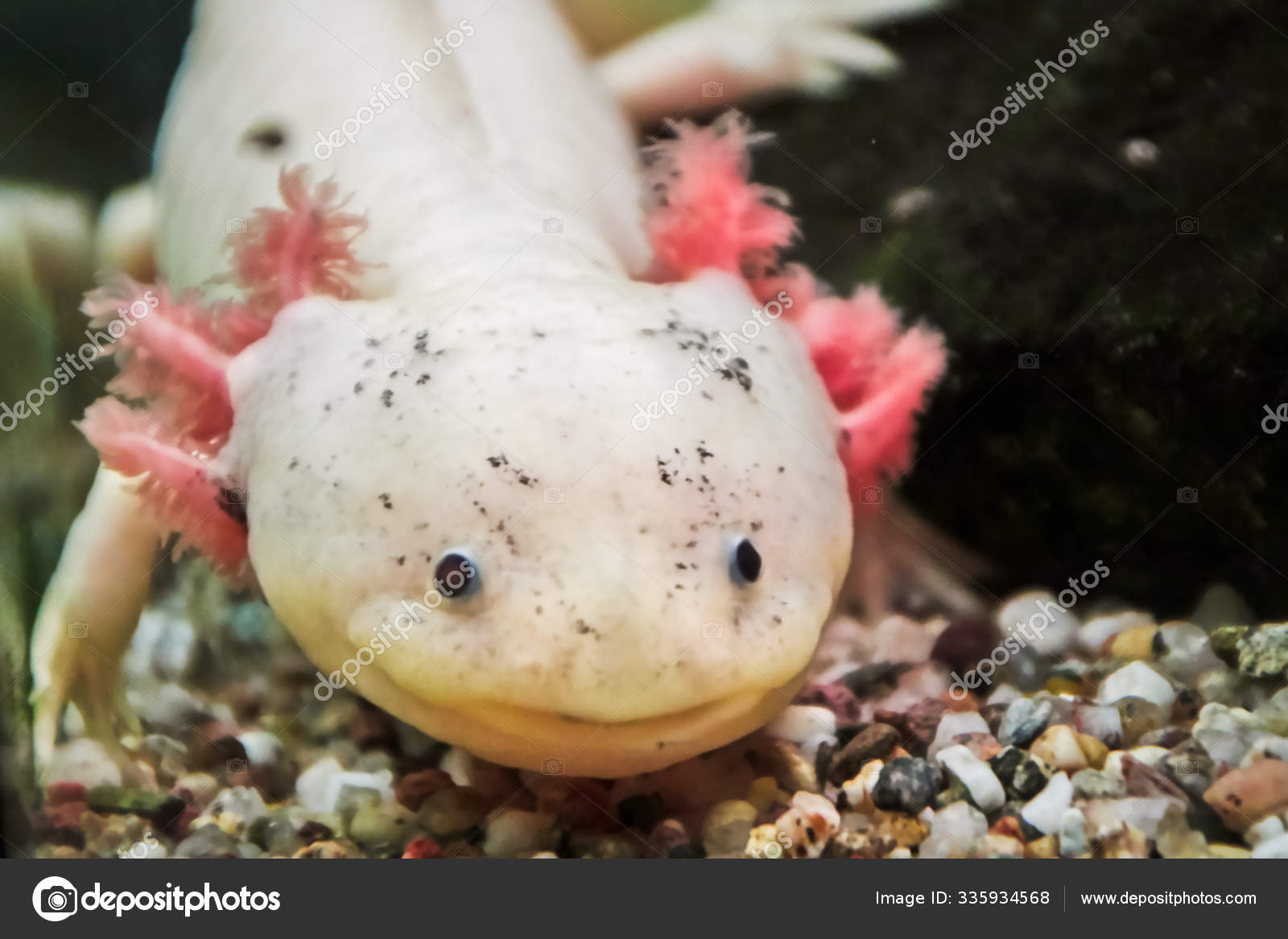 Leucist Axolotl Ambystoma Mexicanum Stock Photo By C Treboreckscher Leucist Axolotl Ambystoma Mexicanum Stock Photo By C Treboreckscher