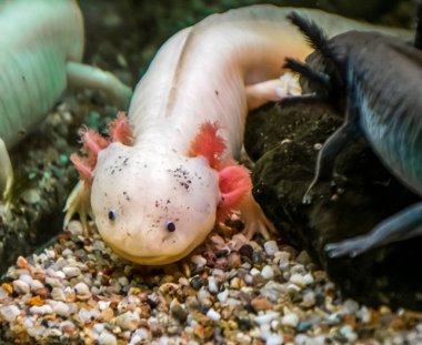 two different axolotls