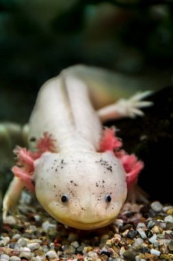 siyah gözlü ve pembe solungaçlı lucist axolotl