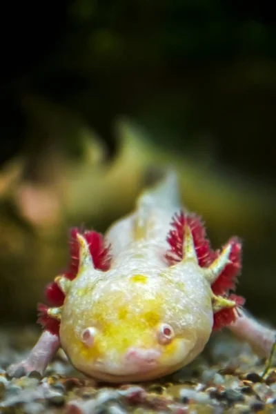 Axolotl de oro albinótico —  Fotos de Stock