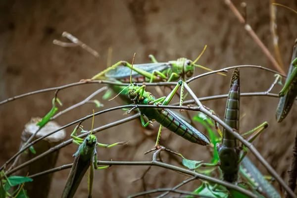 Grüne Riesen-Heuschrecken — Stockfoto