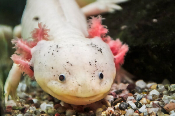leucist axolotl, Ambystoma mexicanum
