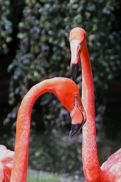 De ene flamingo kijkt naar de andere — Stockfoto