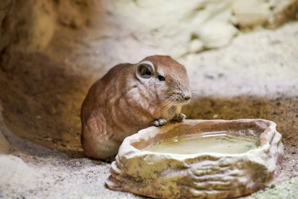 Mongolian gerbil at the water trough — Stock Photo, Image