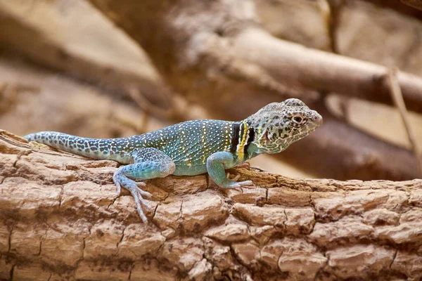 Male common collared lizard on a branch — Stock Photo, Image