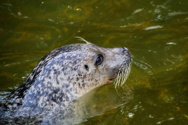 Foca de pele marrom olha para fora da água — Fotografia de Stock