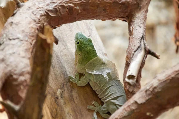 Skinning green lizard — Stock Photo, Image