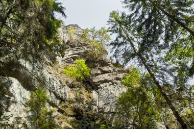 aşınmış kumtaşı kayaları ve yürüyüş alanının tipik bitki örtüsü huş ağaçlarının ve eğreltiotlarının yeşil yapraklarıyla Sakson İsviçre